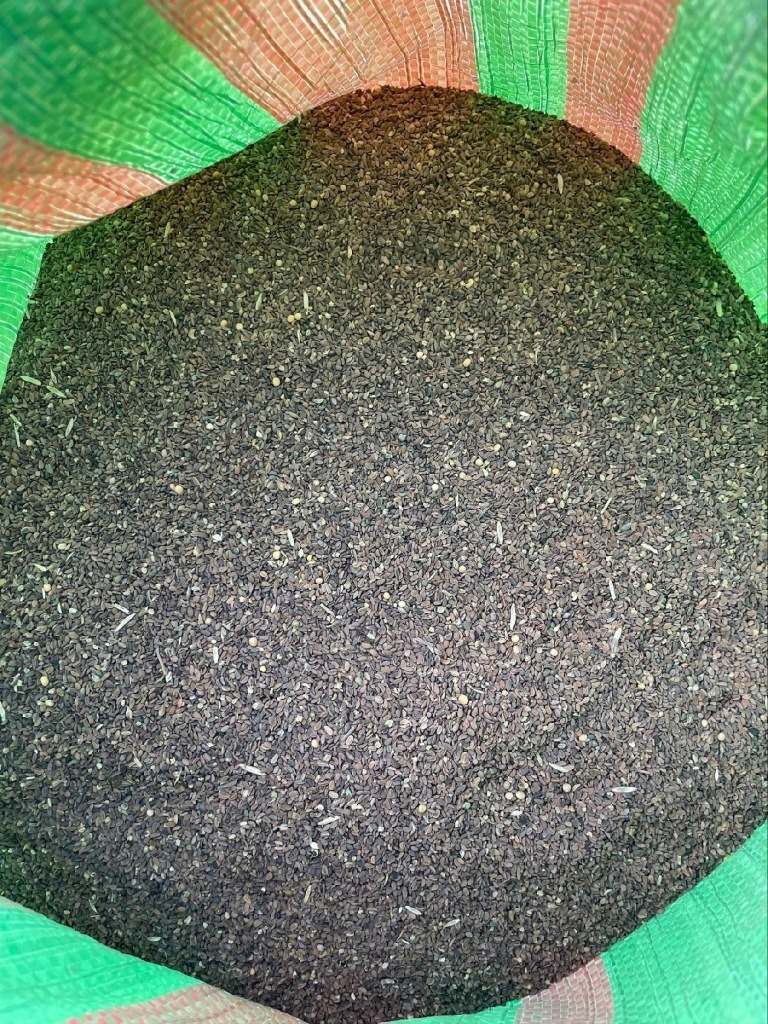 Facélia vratičolistá Phacelia tanacetifolia 20 kg – medonosná rastlina a zelené hnojenie
