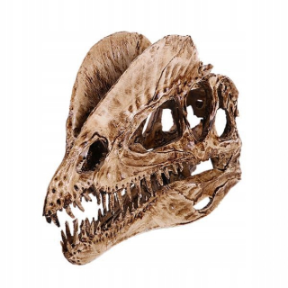 2x Model živice lebky dinosaura Dilofosaurus