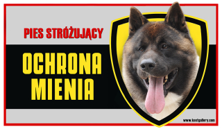 Akita americká pozornosť psie tanier
