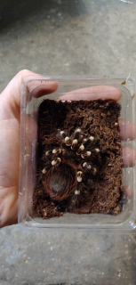 Acanthoscurria geniculata samice mužov skutočný foto