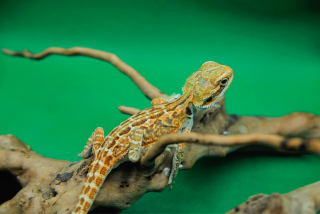 Beard Agama pre začiatočníka Gecko Terrárium