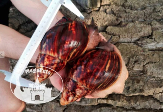 Archachatina marginat vajíčka xxl africký slimák