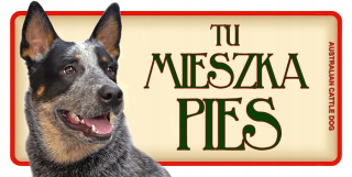 Austrálsky psí tanier
