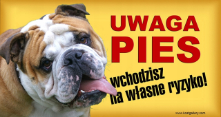 Buldog anglický pozornosť psie tanier