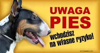 Bullterrier pozornosť psie tanier