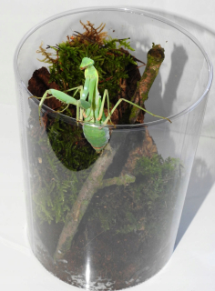BUGTUBE KOMPLETNÁ Sada + mantis ptasznik