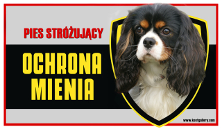 Cavalier King Charles Španiel pozornosť psie tanier