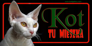 Tablet Devon Rex