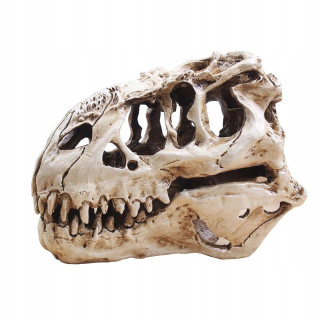 Lebka dinosaura Tyrannosaur T Rex lebka