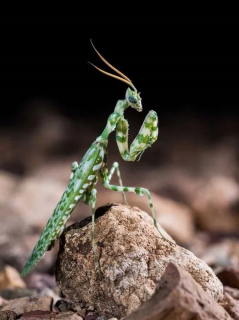 Egyptský kvet mančúň kvet blepharopsis mendica