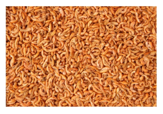 Gammarus vyvŕtal 100g jedlo pre korytnačku