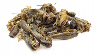 ReSphy Crested Gecko MRP 84G Diet pre Gecko
