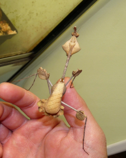 Gongylus gongylodes mantis leží L2-3
