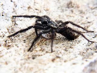 Heterothele Gabonesis (paversfor)