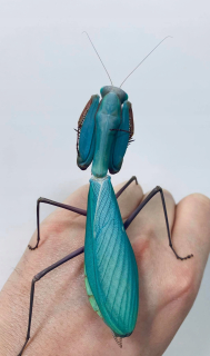 Hierodula z Papui najväčšia mantis
