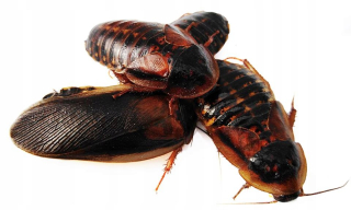 Argentínsky Caulban Dubia 3-4cm 100 ks