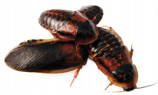 Dubia 3-4 cm - 100 ks