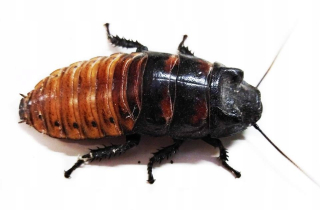 Madagascarski 5-7 cm - 100 ks
