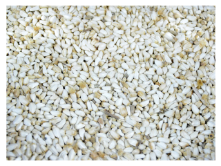 Krmivo pre papagáje - Krokosz Krokosz biele slnečnicové zrno 5 kg