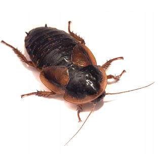 Argentínsky Caulban Dubia 2-3 cm 100 ks