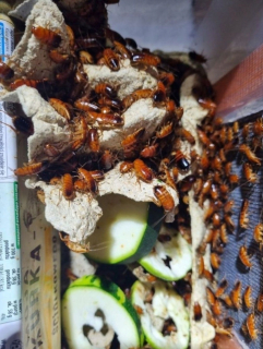 Stredne turecké šváby 1 až 2 cm 1 000 kusov