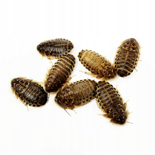 Argentínske caracles dubia 2-3 cm 50 ks veľké!