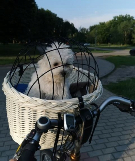 Košík na bicykel pre psov - Royal Canin Jacin Dachshund Adult 28 7,5 kg