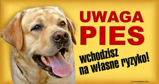 Mačka