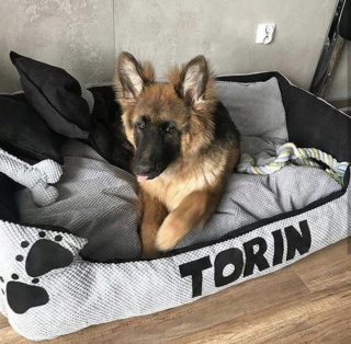 Pelech pre psa - LED 120x70 Shepherd Dog XXL šedá čierny