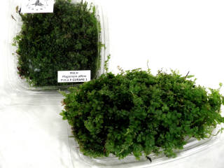 Terrárium Moss - Paludarium M3 Gurami 1 Natura