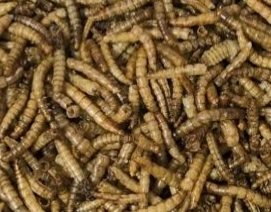 Krmivo pre papagáje - Sušené larvy pre deli prírodné vtáky