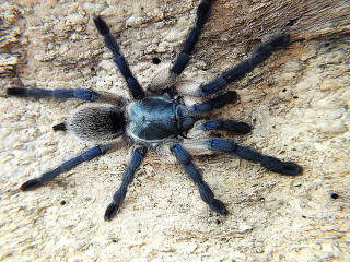 Monocentropus Balfouri (paversfor)