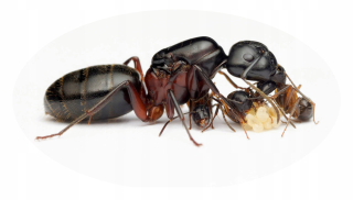 Camponotus herculeanus mravce - kráľovná