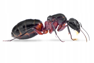 Camponotus ligniperda mravce z červa pre formarium