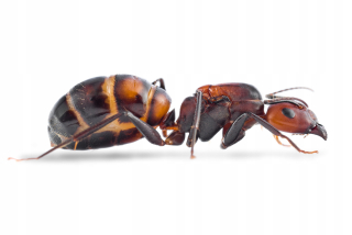 Mravce camponotus nicobrensis z Robo Formicirium