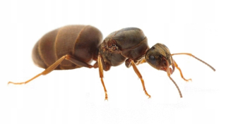 Lasius Niger Ants - Q 2021 + 5-9 pracovníci