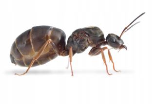 Lasius Niger mravce s pracovníkmi pre formarium