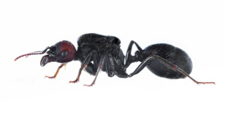 Messor Barbarus q mravce