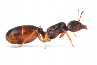 Mravce fleidol pallidula z práce do formárium