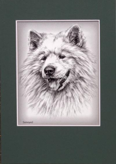Samoyed Original Fight