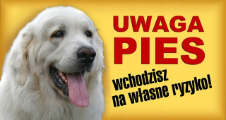 Podhale pastier pozornosti tableta psa