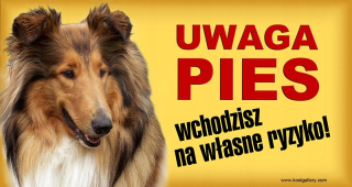Scottish Sheepdog Atte Doskov pre psov