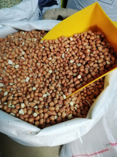 Krmivo pre papagáje - Čierna slnečnica pre vtáky 10KG kŕmenie