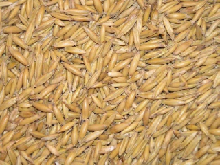 Krmivo pre papagáje - Ovos s váhami 25 kg vrecka, vrátane dodávky