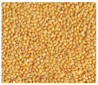 Krmivo pre papagáje - Žlté prasiatko pre vtáky s 5 kg propagácia
