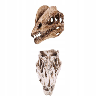 Balíček 2 živicový model lebky dinosaura i
