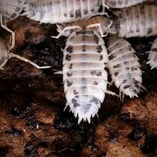 Trixie Humus Humus pôda Terrárium 10L 76137