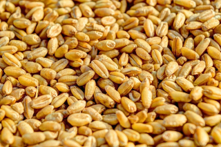 Krmivo pre papagáje - Pšeničné zvieracie potraviny pre vtáky rybia zrno 20 kg