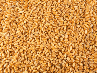 Krmivo pre papagáje - Pšeničné zvieracie potraviny pre vtáky GRAIN 15 kg zásah