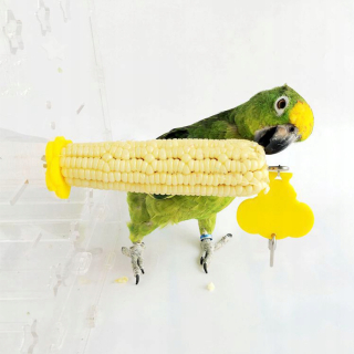 Acryl Parrot Parrot ošetruje ovocnú rukoväť